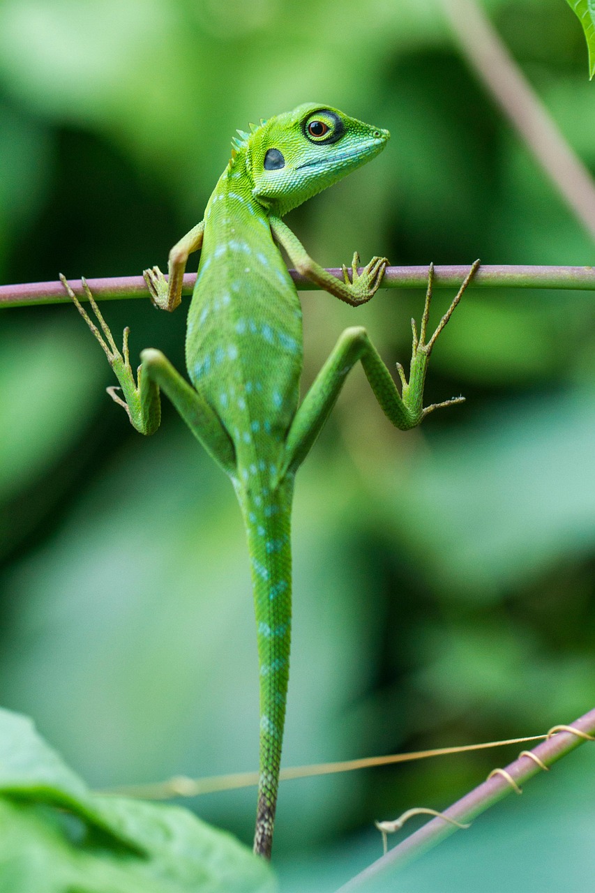 Lizard Pest Control Mumbai